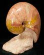 Pink and Orange Polished Fossil Nautilus - France #10972-2